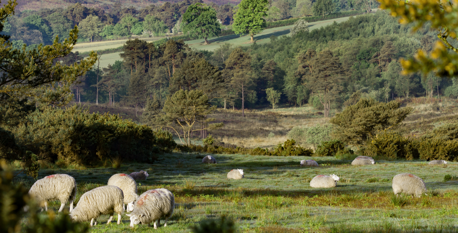 New Homes for Sale in Crowborough DWH