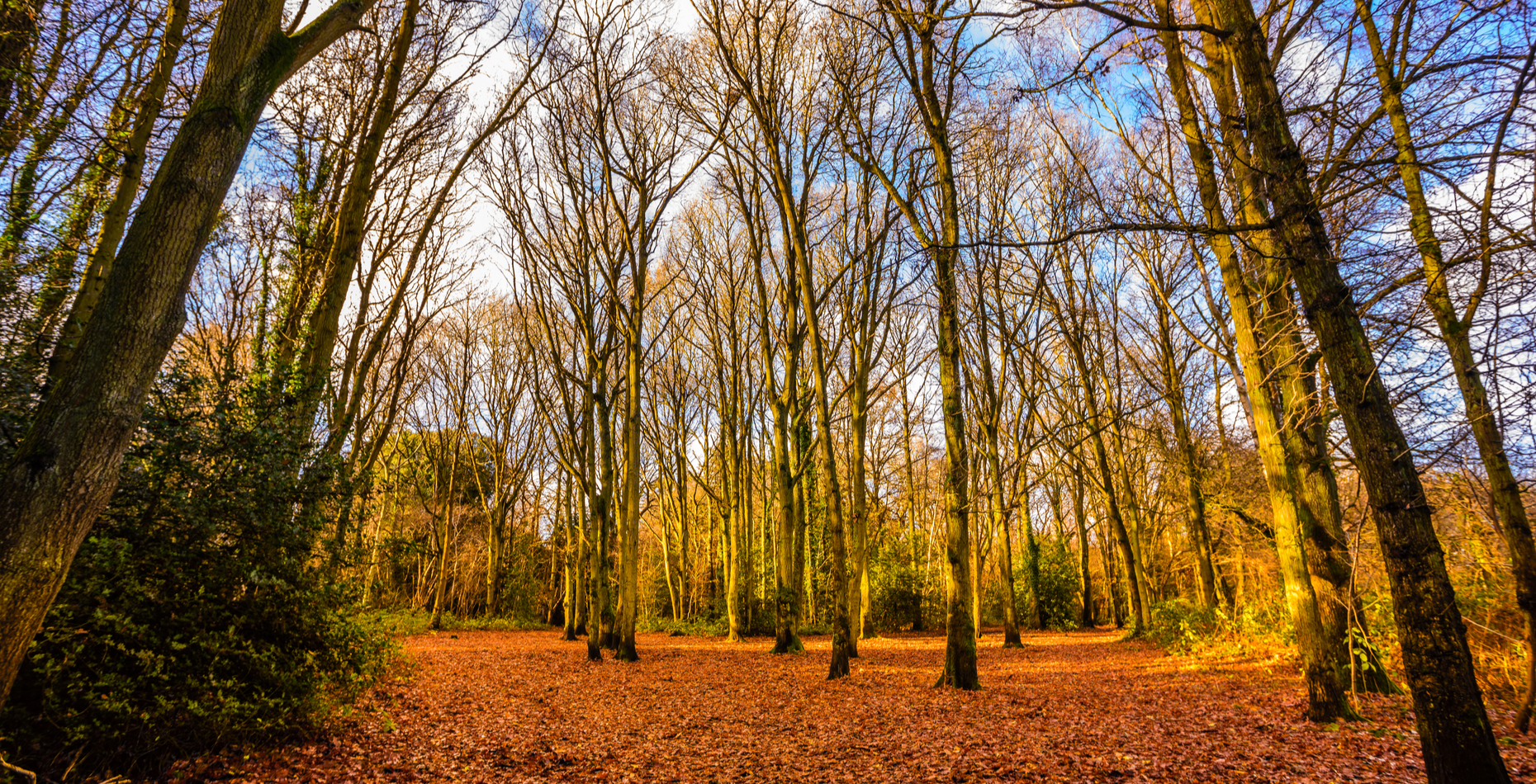 New Homes for sale in Woodley Houses in Woodley DWH