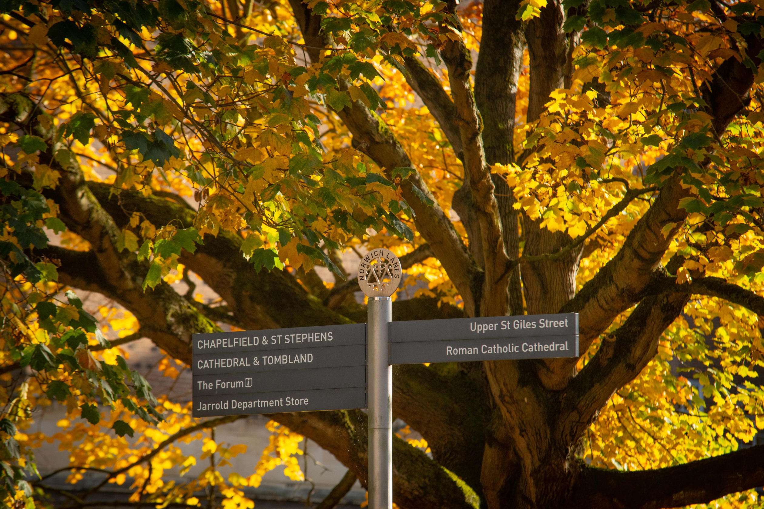 Norwich city centre sign post autumn