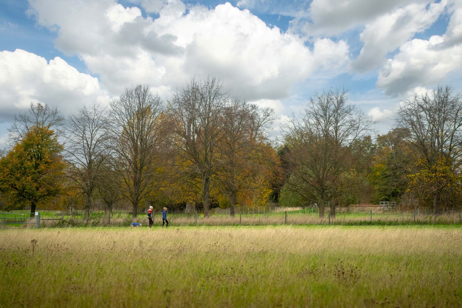 Dog walking in Cambridge