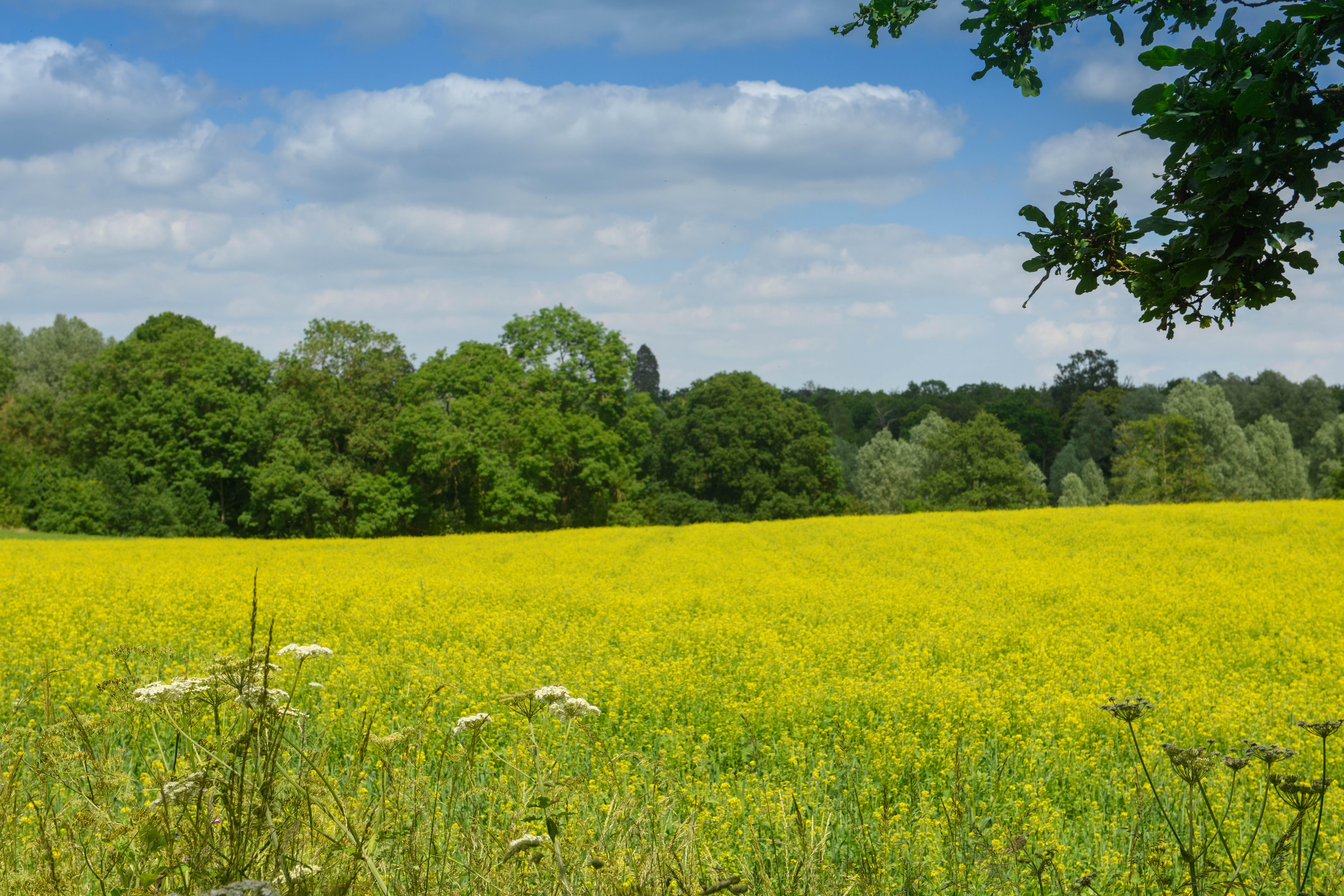 Hatfield Peverel Local Area