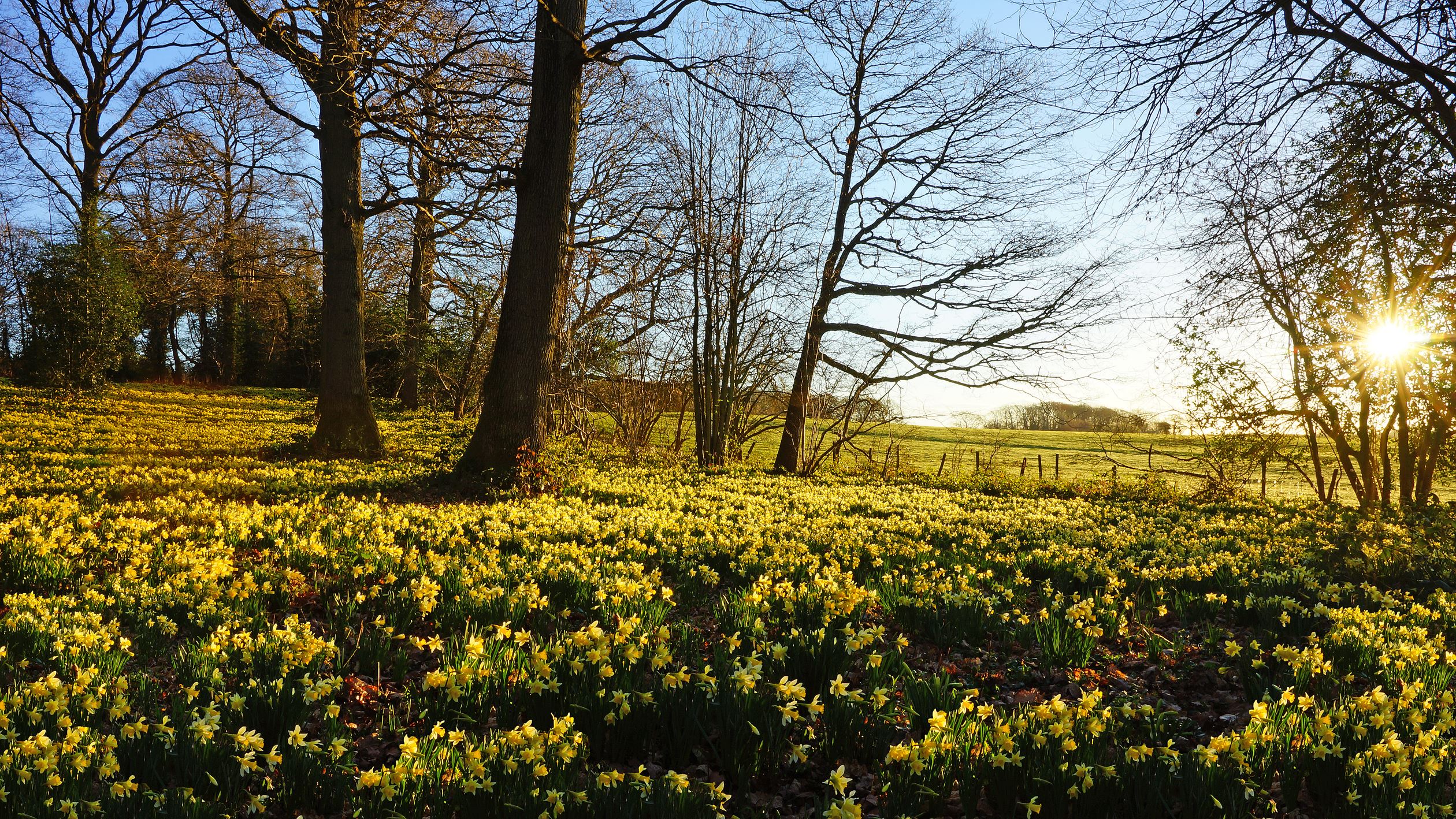 Green open space in the Spring