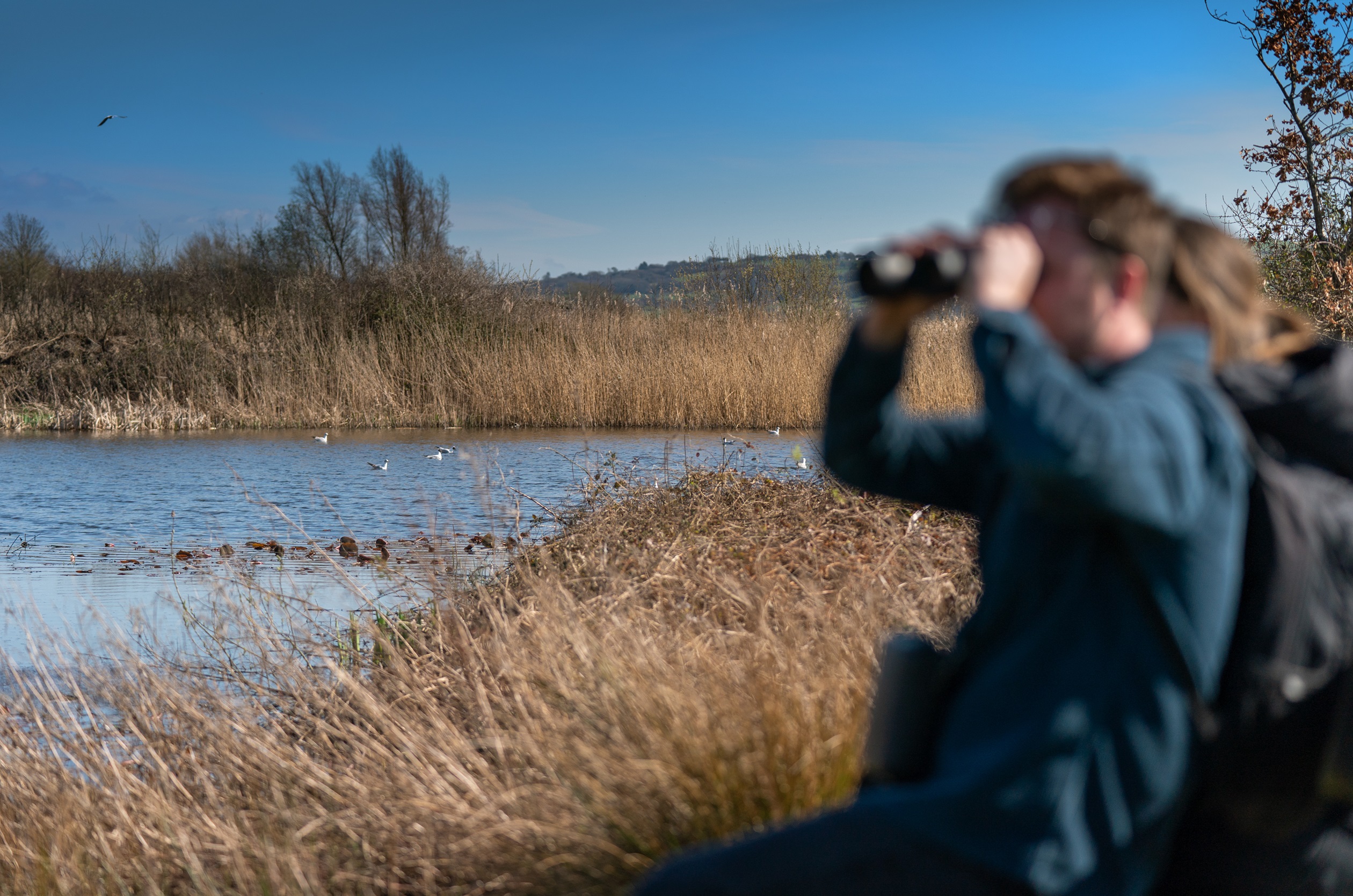 Llanelli Wetland Centre in Llanelli
