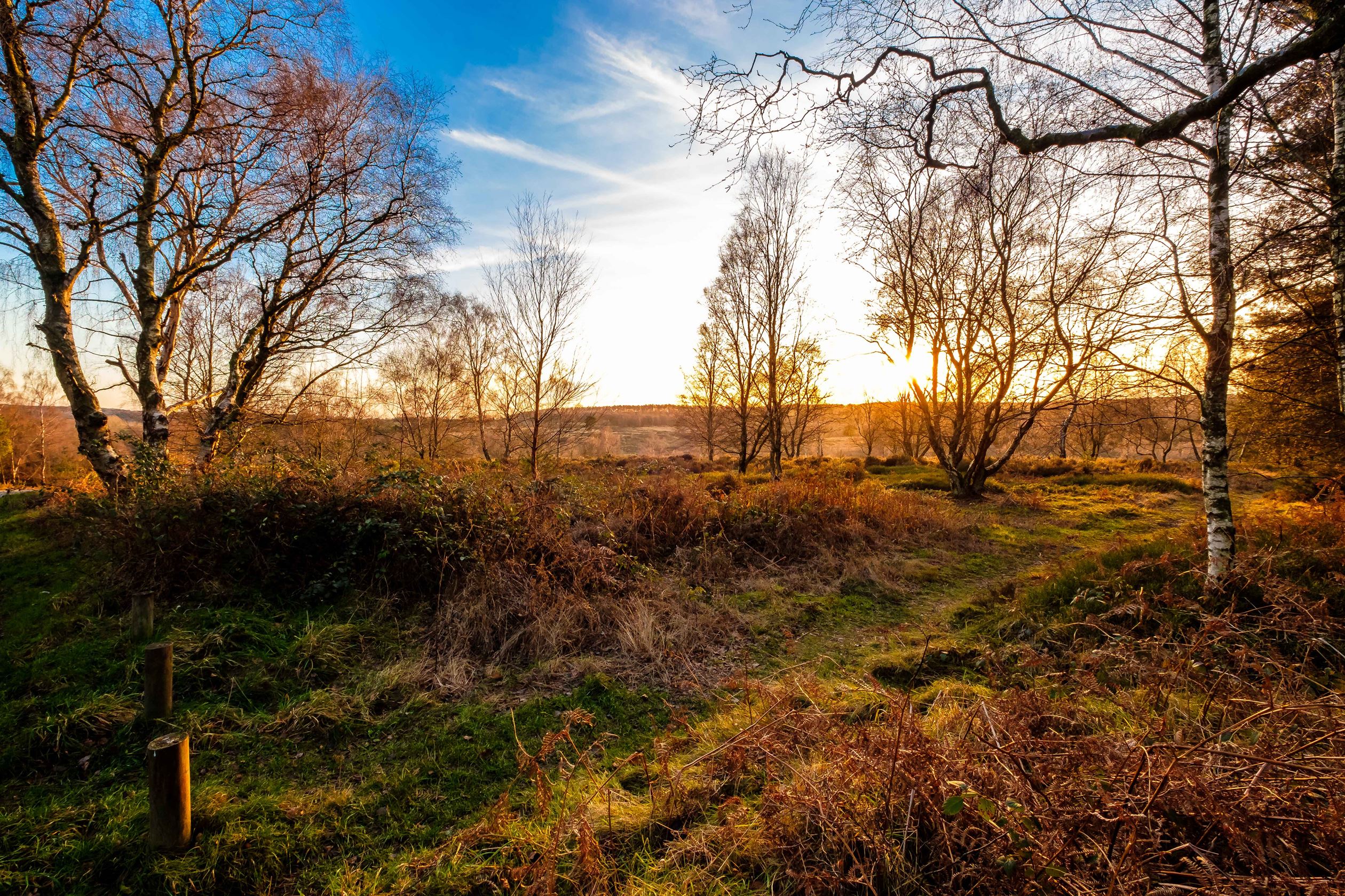 Cannock Chase, Cannock 