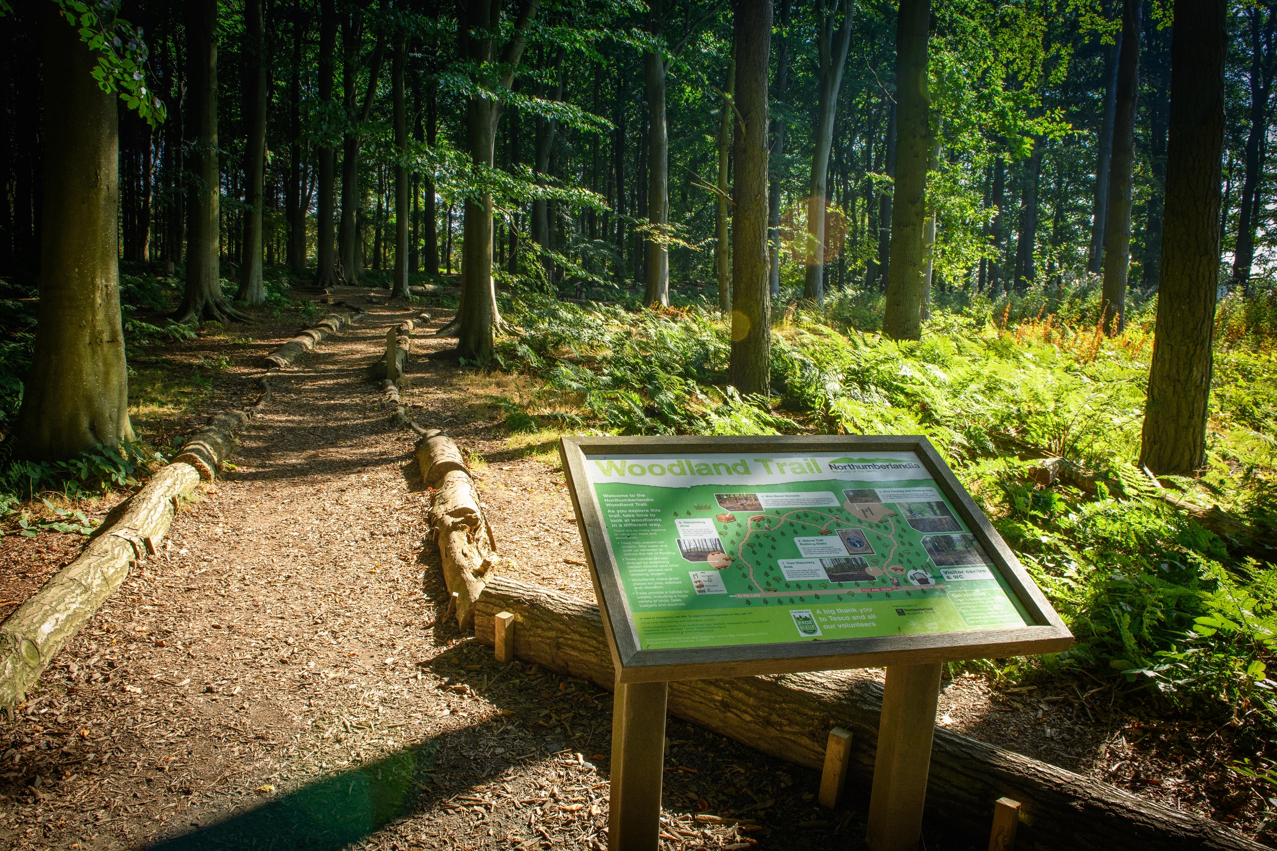 Woodland area near Cramlington 