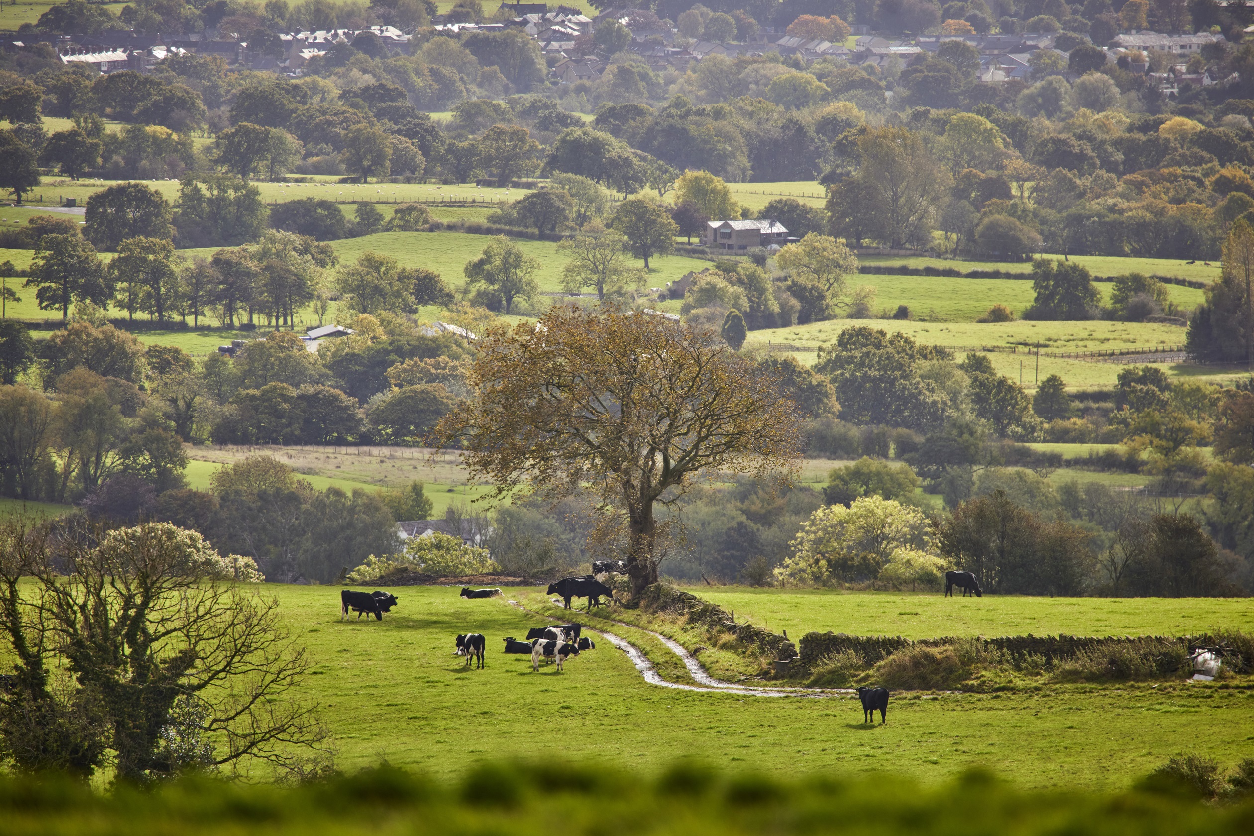 Longridge Local Seasonal Imagery 