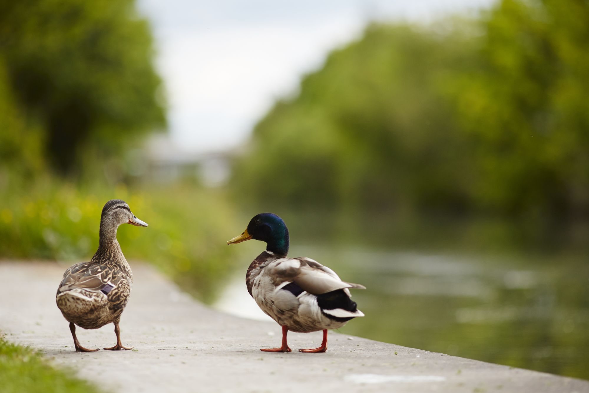 Lea View - Local area