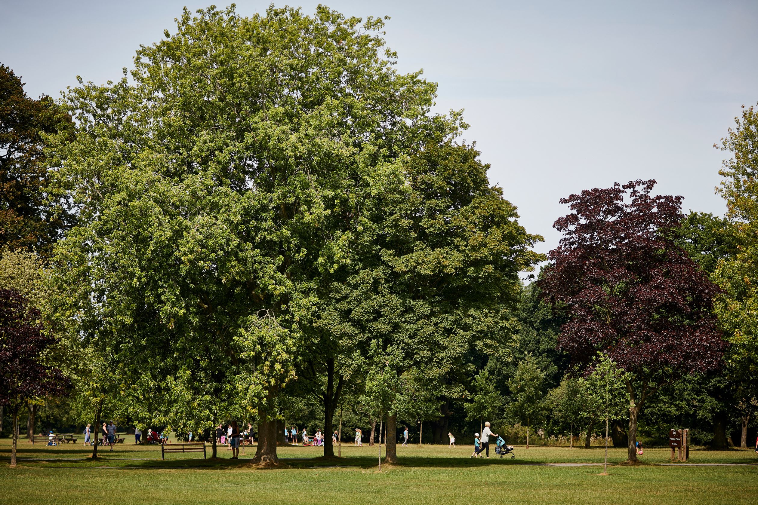 Local park in Summer
