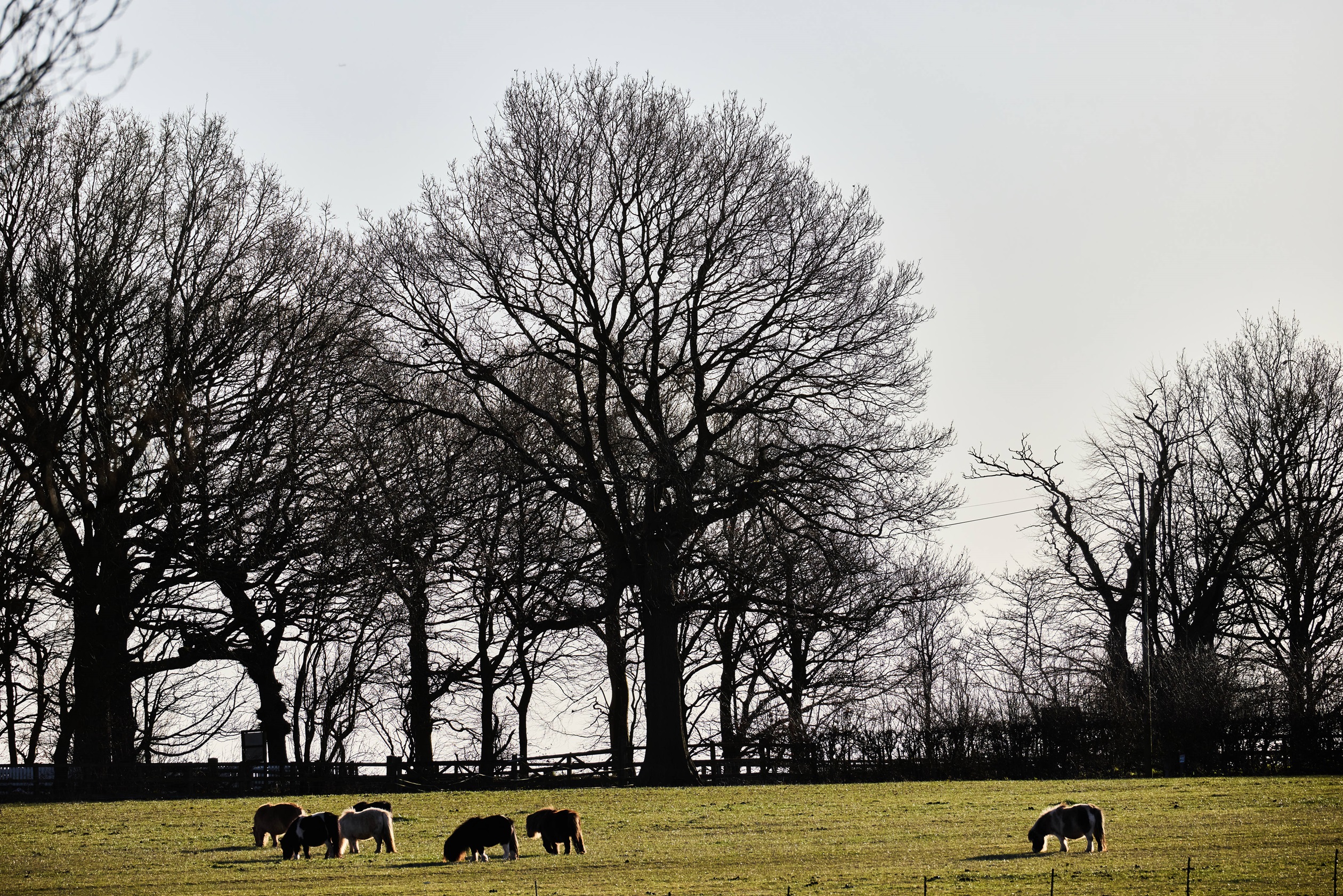 Daresbury Local Area