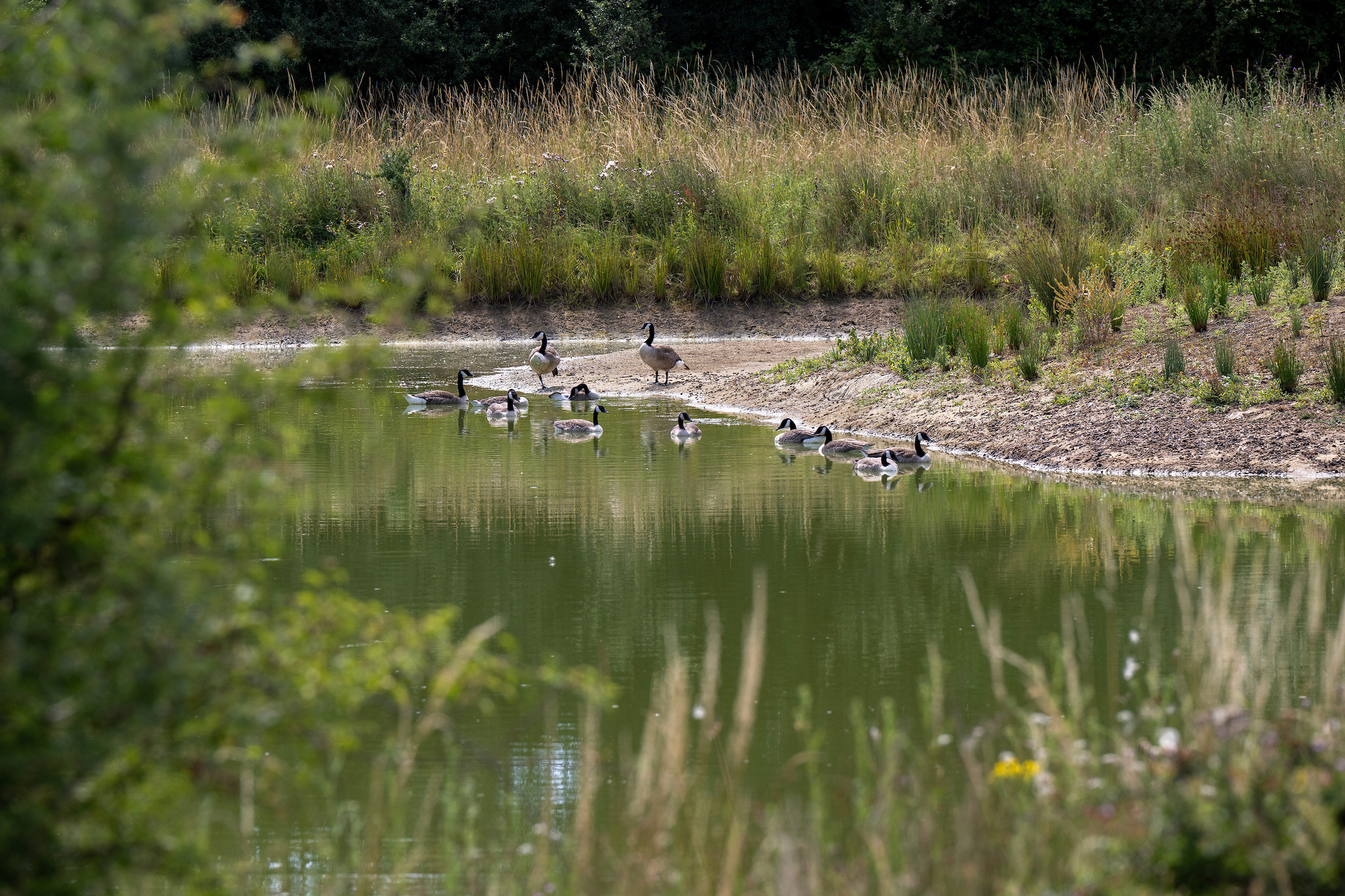 Wichelstowe lakes and boardwalk 
