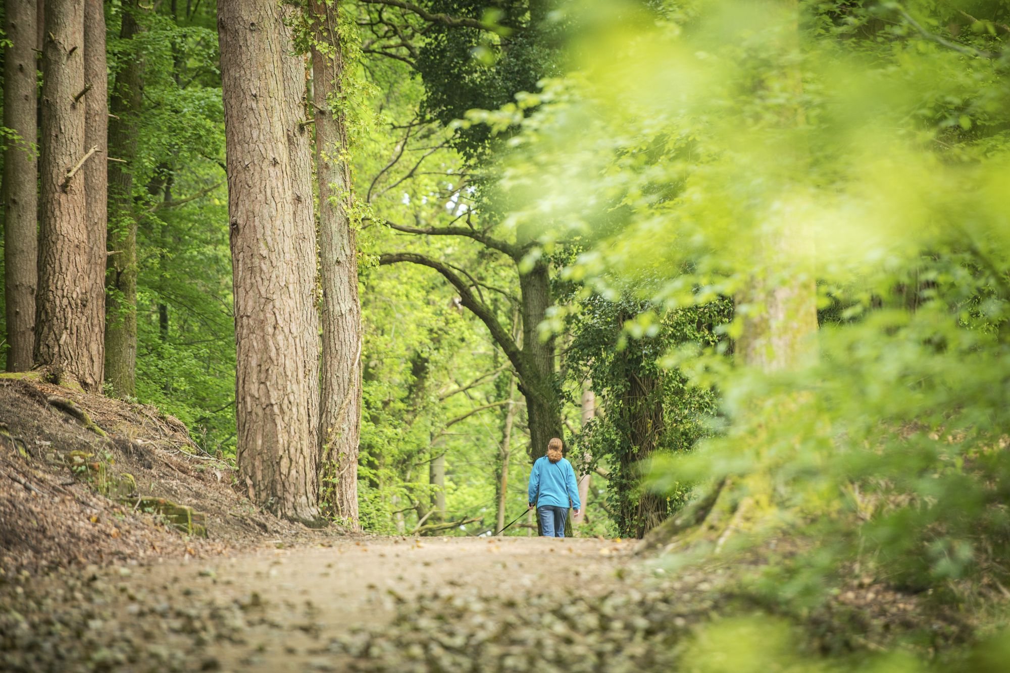 Walking trail through the countryside of Bordon