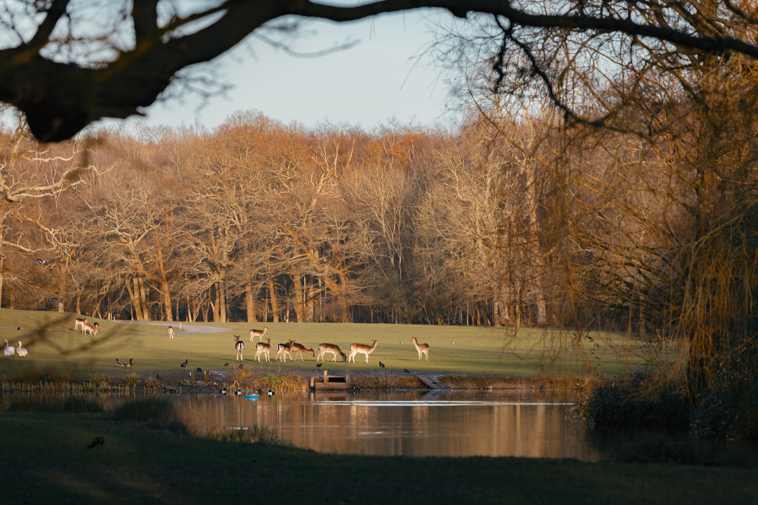 Local area shot of kingley vale in south downs national park
