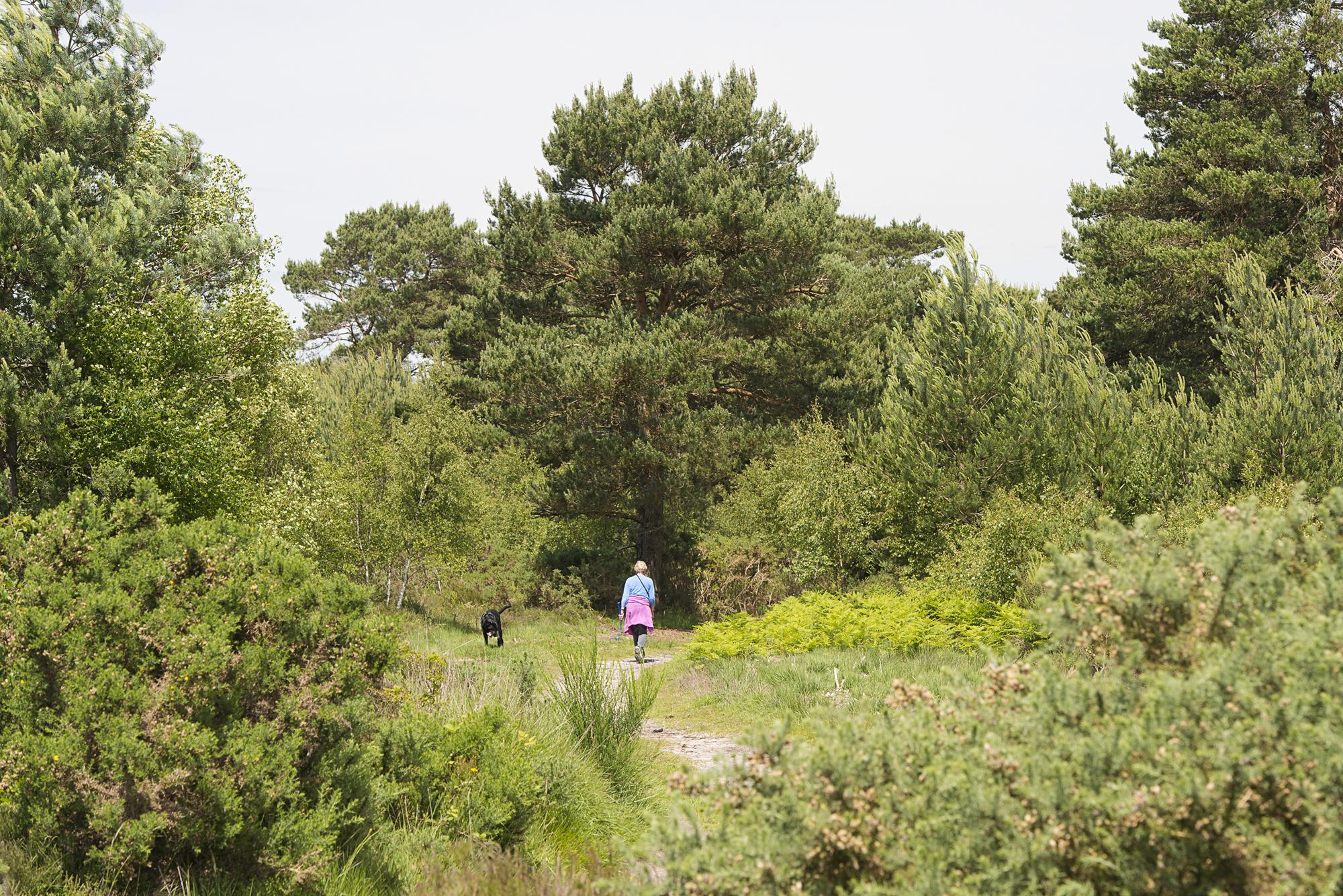 Dog walks and cycling trails in the New Forest, Hampshire