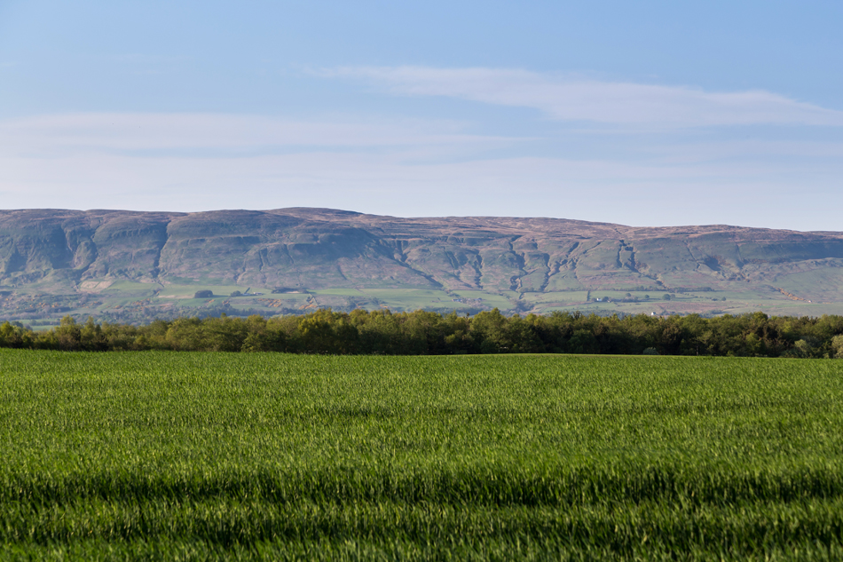 Wallace Fields Local Area