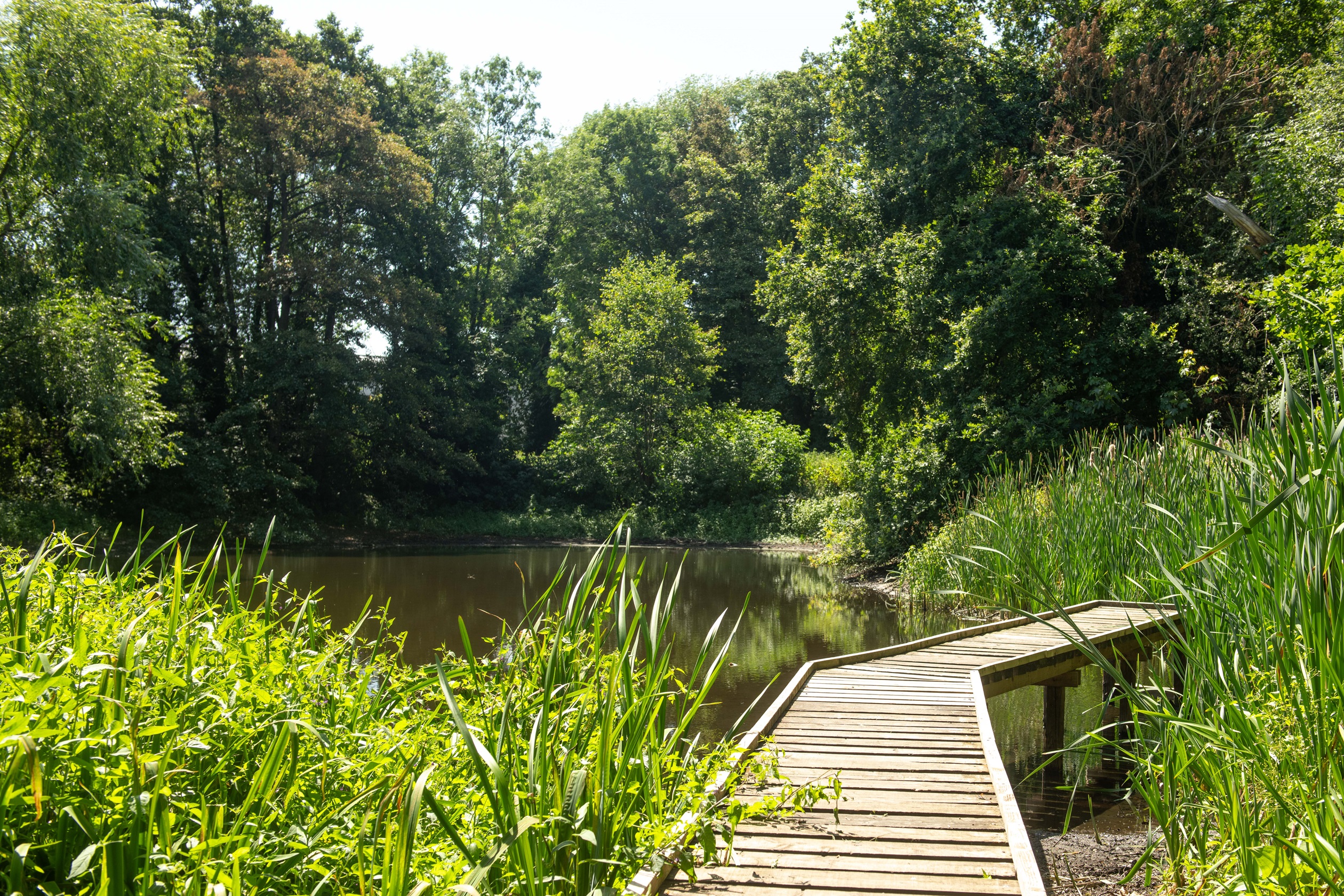 Hagg Wood, Dunnington