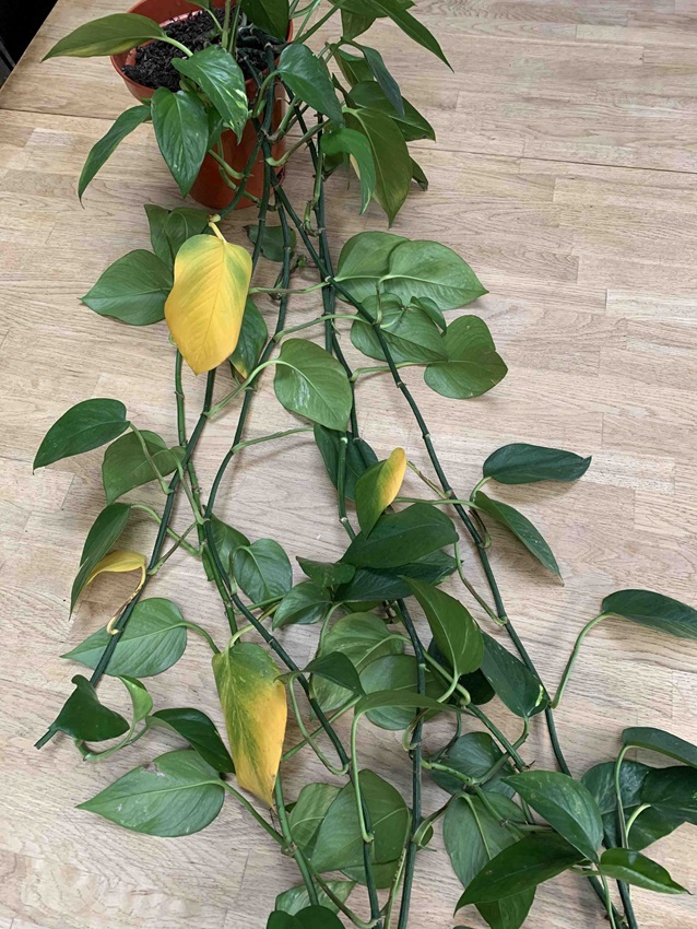 Caring for houseplants in winter