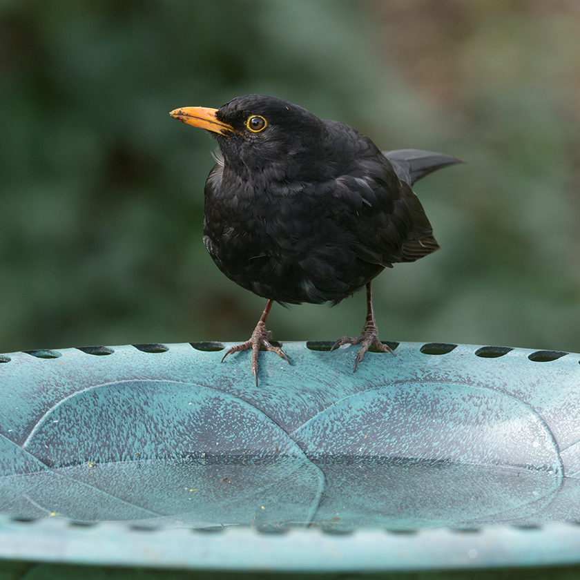 Giving nature a home