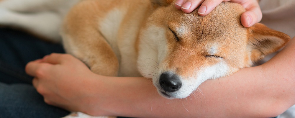 Moving Home with Pets