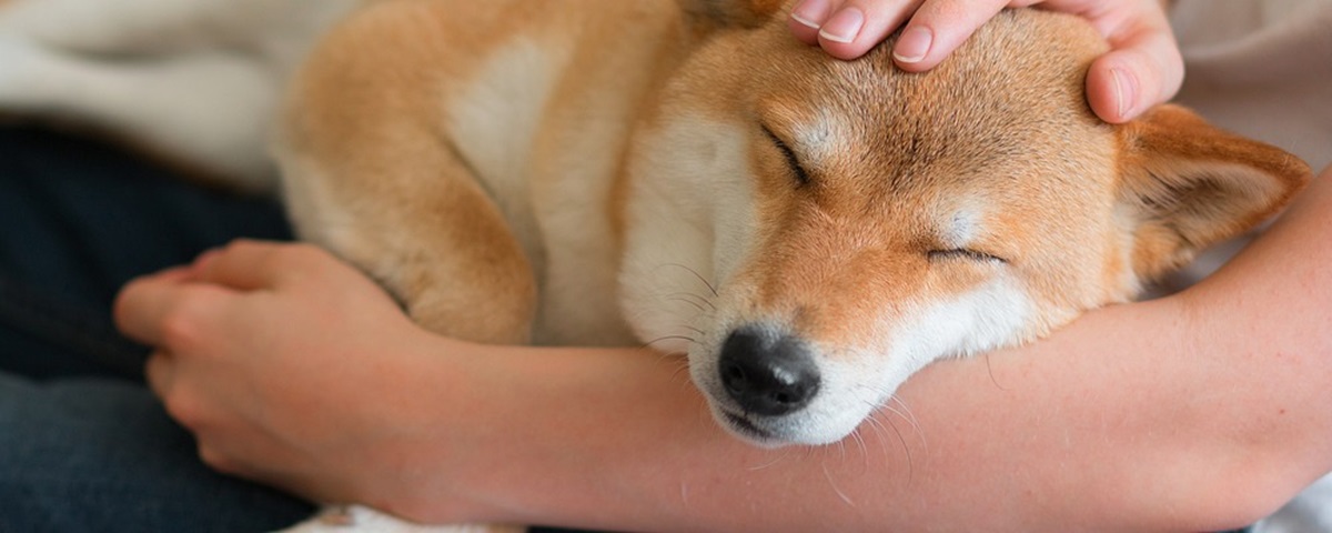 Moving Home with Pets