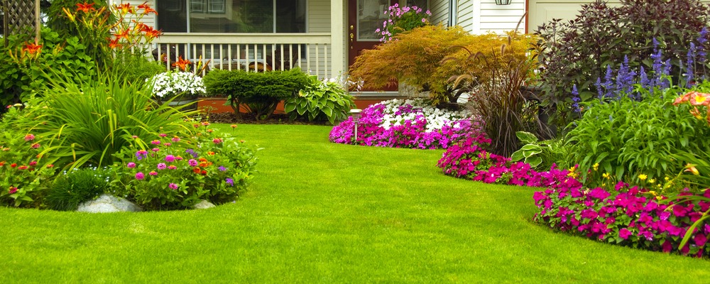 New Lawn Advice from Adam Witchell 