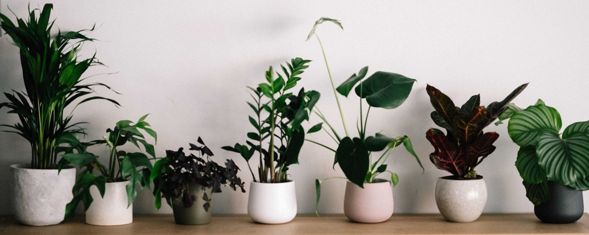 Houseplants