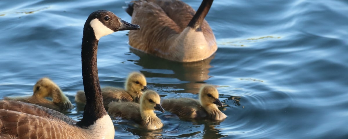 Duck pond