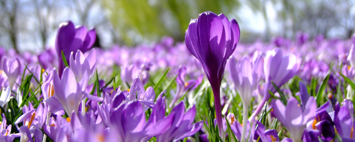 Planting spring-flowering bulbs