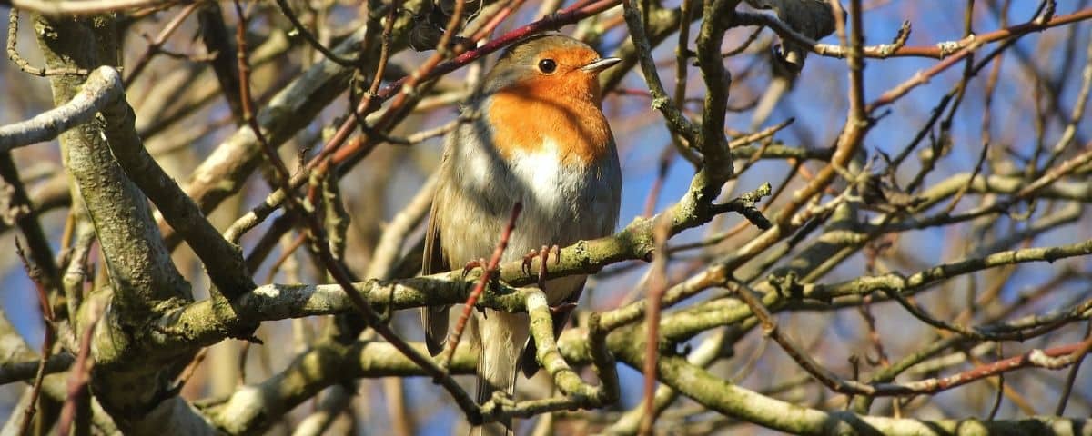The best garden plants for birds and pollinating insects