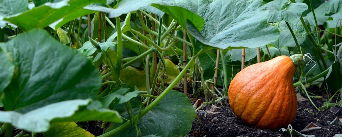 Growing Vegetables