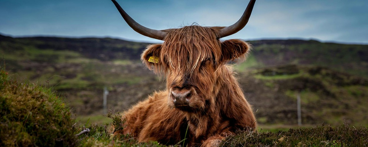 Highland cow