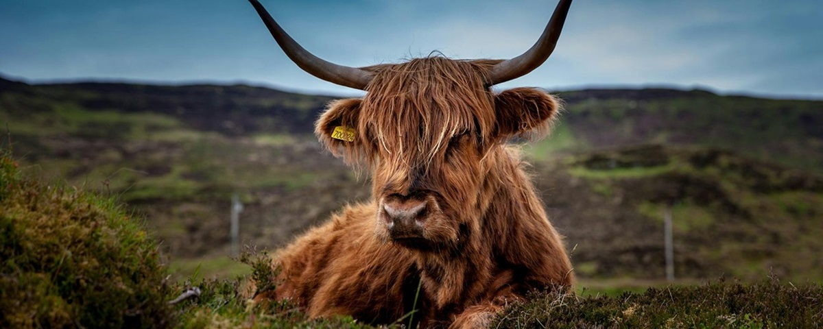 Highland cow
