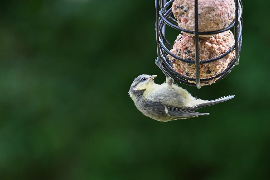 birds in the garden