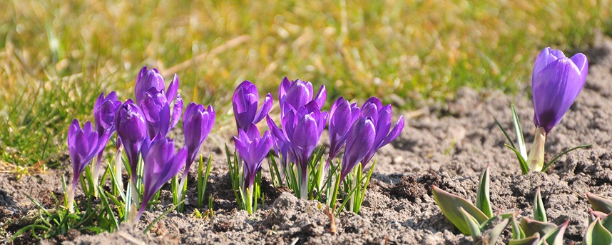 Planting spring-flowering bulbs