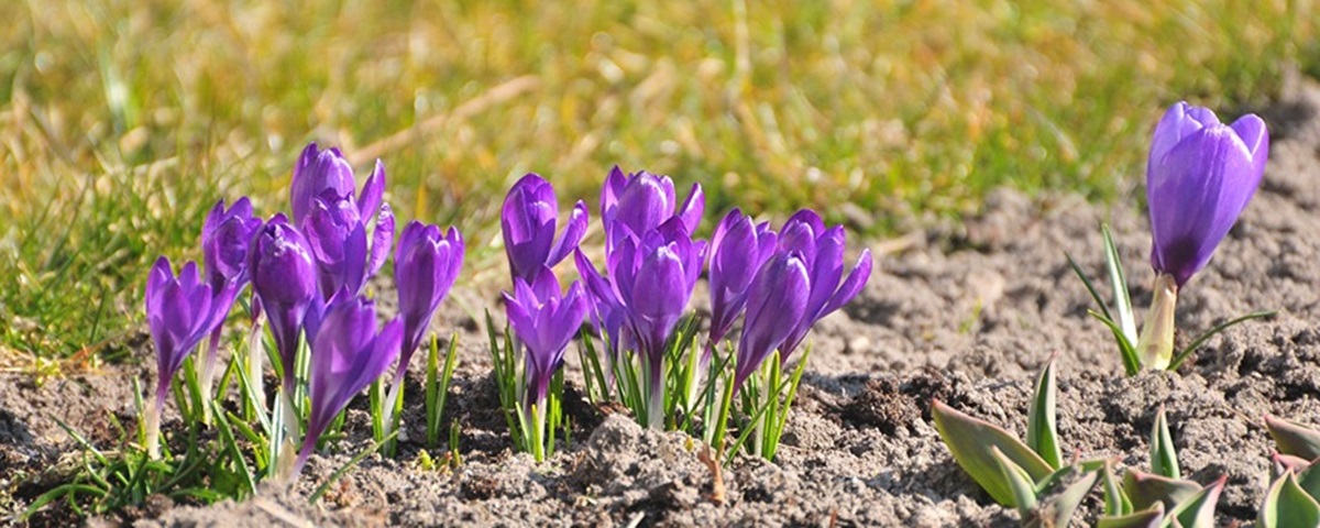 Planting spring-flowering bulbs