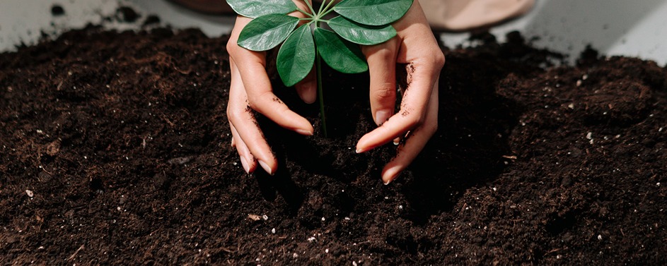 Why plants should be bought in odd numbers